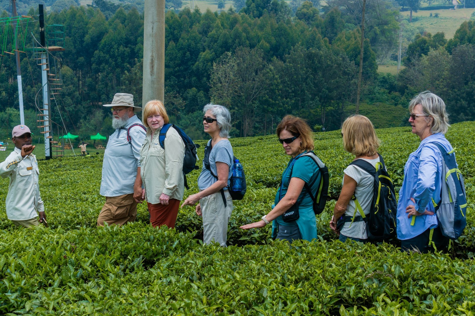 Tea farm tour
